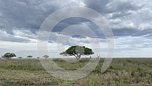 The beautiful nature of Africa. Lonely baobab tree. Amazing landscape