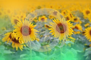 Beautiful Nature.Art photography.Fantasy Design.Creative Background.Amazing Colorful Summer Sunflowers.Field.Banner.Plant,pure.