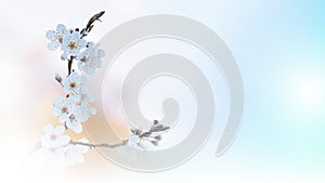Beautiful Nature.Art Photography.Flowers,design.Creative Spring White Background.Natural Wallpaper.Copy Space.Web Banner,tree.Sky.