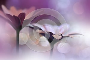 Beautiful Nature Background.Abstract Artistic Wallpaper.Art Macro Photography.Spring Flowers.Water drop.Plant,pure.Colorful,violet