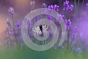 Beautiful Nature Background.Abstract Wallpaper.Celebration.Artistic Spring Flowers.Art Design.Green Color.Summer,love.Butterfly.