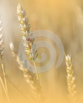 Beautiful Nature Background.Abstract Wallpaper.Celebration,love.Holiday.Artistic Flowers.Art Design.Summer Wheat.Yellow Colors.