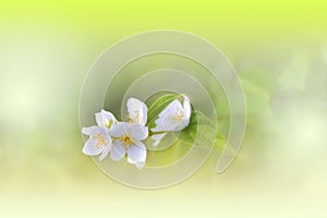 Beautiful Nature Background.Abstract Wallpaper.Celebration, love.Holidays.Jasmine Flowers.Art Design.Spring Flower.Green Colors.