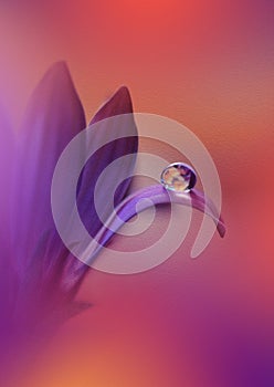 Beautiful Nature Background.Abstract Wallpaper.Celebration, love.Holidays.Summer Flowers.Art Design.Spring Flower.Violet Color