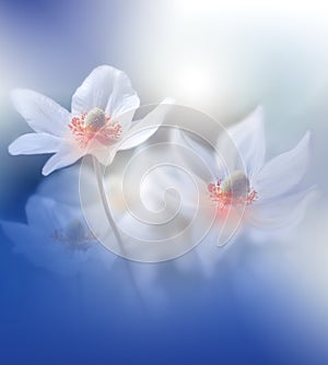 Beautiful Nature Background.Abstract Wallpaper.Celebration,love.Holidays.White Background.Blue Color.Artistic Flowers.Art Design.