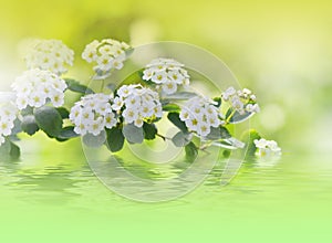 Beautiful Nature Background.Abstract Wallpaper.Celebration, love.Holidays.White Flowers.Art Design.Spring Flower.Green Colors.