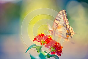 Beautiful nature background, artistic blur image of butterfly and summer flowers