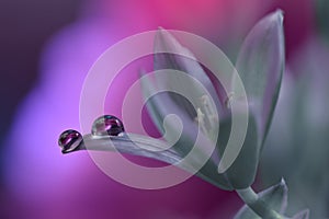 Beautiful Nature Background.Artistic Violet Wallpaper.Natural Macro Photography.Spring,white flowers.Floral Art.Purity,water,light