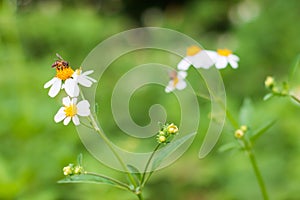 Beautiful nature background with a bee perching on orange pollen of white flowers daisies blooming in spring forest. Concept: