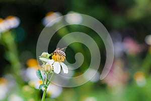 Beautiful nature background with a bee perching on orange pollen of white flowers daisies blooming in spring forest. Concept: