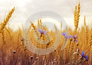 Bellissimo natura blu Non lo so Selvaggio fiori 