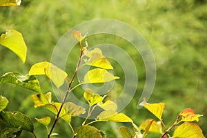 Beautiful nature background. Branch of a tree on a green background. Beautiful blur. Background. Wallpaper