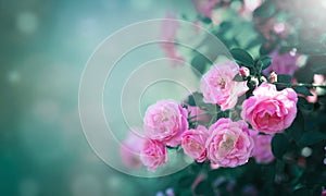 Beautiful nature background with bushes of vintage rose flowers of pink color in summer garden in sunlight