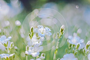 Beautiful nature background with fresh grass and gentle white flowers. Soft focus artistic lens close-up macro