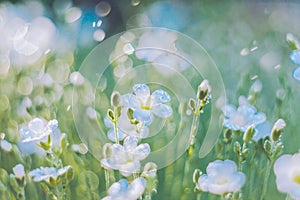 Beautiful nature background with fresh grass and gentle white flowers. Soft focus artistic lens close-up macro