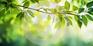 Beautiful nature background with green leaves on tree and blurry background with sunlight and bokeh