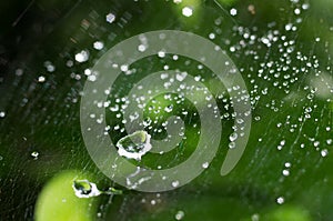 Beautiful nature background with morning fresh drops of transparent rain water on a green leaf. Drops of dew in the On web of a s