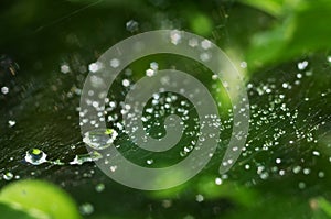 Beautiful nature background with morning fresh drops of transparent rain water on a green leaf. Drops of dew in the On web of a s