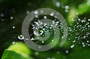 Beautiful nature background with morning fresh drops of transparent rain water on a green leaf. Drops of dew in the On web of a s