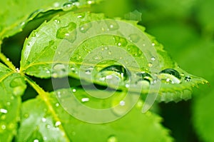 Beautiful nature background with morning fresh drops of transparent rain water on a green leaf. Drops of dew in the green leaves.