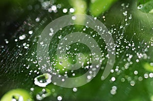 Beautiful nature background with morning fresh drops of transparent rain water on a green leaf. Drops of dew in the On web of a s