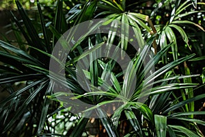 Beautiful nature background of Rhapis excelsa, lady palm or bamboo palm leaves