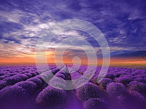 Beautiful Nature Background.Violet Wallpaper.Lavender Flowers.Summer Sunset Landscape.Blue Sky,clouds.Aroma,field.Summertime,photo