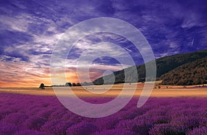 Beautiful Nature Background.Violet Wallpaper.Lavender Flowers.Summer Sunset Landscape.Blue Sky,clouds.Aroma,field.Summertime,photo