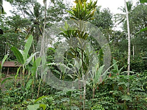 Beautiful nature in Bali