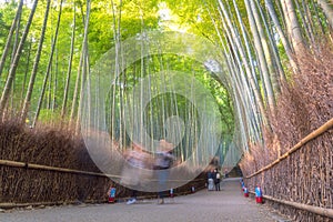 Beautiful nature bamboo forest in autumn season