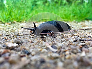 Black Slug at the Park photo
