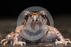 Beautiful nature close-image of Mountain Slender Litter Frog - Leptolalax sabahmontanus