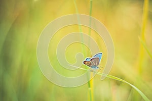 Beautiful nature close-up, blue wings butterfly and shallow depth of field, summer closeup landscape.