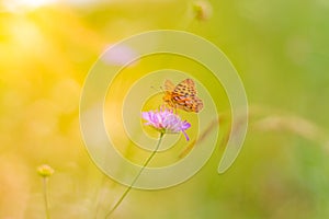 Beautiful nature close-up, summer flowers and butterfly under sunlight. Calm nature background