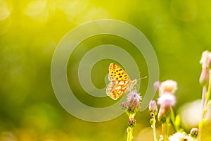 Beautiful nature close-up, summer flowers and butterfly under sunlight. Calm nature background