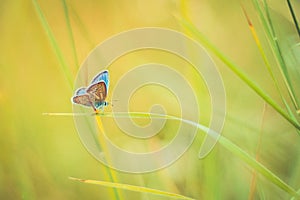 Beautiful nature close-up, summer flowers and butterfly under sunlight. Calm nature background