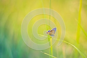 Beautiful nature close-up, summer flowers and butterfly under sunlight. Calm nature background