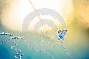 Beautiful nature close-up, summer flowers and butterfly under sunlight. Calm nature background