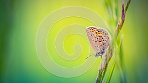 Beautiful nature close-up, summer flowers and butterfly under sunlight. Calm nature background