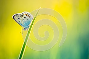 Beautiful nature close-up, summer flowers and butterfly under sunlight. Calm nature background