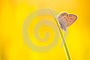 Beautiful nature close-up, summer flowers and butterfly under sunlight. Calm nature background