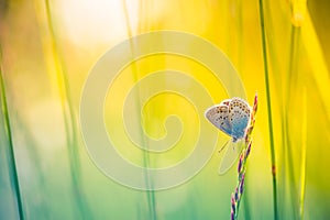 Beautiful nature close-up, summer flowers and butterfly under sunlight. Calm nature background