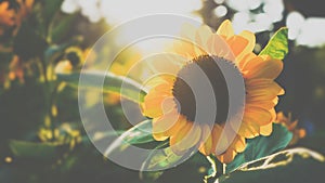 Beautiful nature close up sunflower blooming and sunlight in the morning, Wallpaper nature background.