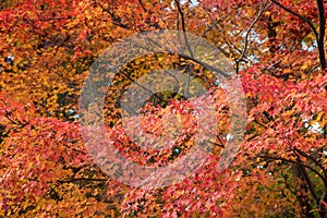 Beautiful nature colourful tree leaves in Japanese zen garden