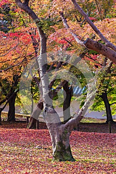 Beautiful nature colourful tree leaves in Japanese zen garden