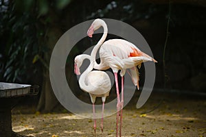 Beautiful nature with couple of flamingo birds in frame in the Sri Lanka Dehiwala zoo