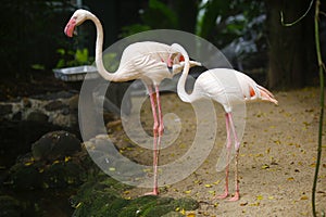 Beautiful nature with couple of flamingo birds in frame in the Sri Lanka Dehiwala zoo