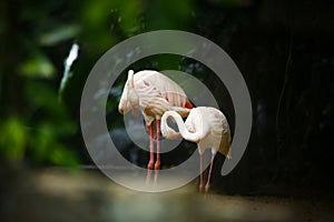 Beautiful nature with couple of flamingo birds in frame in the Sri Lanka Dehiwala zoo