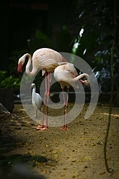 Beautiful nature with couple of flamingo birds in frame in the Sri Lanka Dehiwala zoo