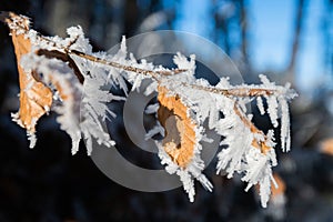 Beautiful nature, beech leaves in frost, nature details in the forest